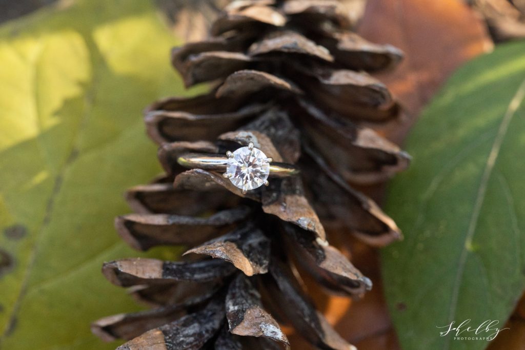 ring shot on pine cone